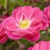 'A Rose For Heather' Climbing Rose -Bloom And Harvest visi130126 heather