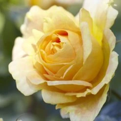 'Global Beauty (Candlelight)' Hybrid Tea Rose -Bloom And Harvest visi130248 candlelight