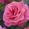'Valentine Heart' Floribunda Rose -Bloom And Harvest visi130304 valentine heart