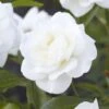 'Alaska' Climbing Rose 1 'Alaska' Climbing Rose -Bloom And Harvest visi130339 alaska