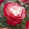 'Nostalgia' Hybrid Tea Rose -Bloom And Harvest visi130699 notalgia