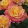 'Tequila Sunrise' Hybrid Tea Rose -Bloom And Harvest visi131162 tequila sunrise