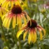 Echinacea 'Parrot' -Bloom And Harvest visi131394 parrot 335cfc9d 39b4 4e69 ab4b d2ee09212852