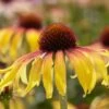 Echinacea 'SunSeekers Tequila Sunrise' -Bloom And Harvest visi131395 sunrise ec684024 c498 49cf bb02 d1bc5c452264