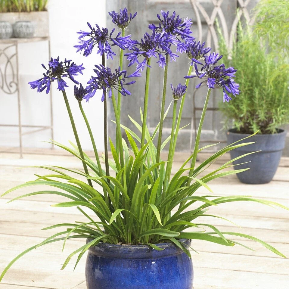 Agapanthus 'Star Quality' | 3L 3 Agapanthus 'Star Quality' | 3L - Image 2