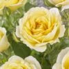 'Joyful Celebration' Hybrid Tea Rose 1 'Joyful Celebration' Hybrid Tea Rose -Bloom And Harvest visi163643 joyful celebration