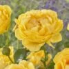 'Absolutely Fabulous' Floribunda Rose -Bloom And Harvest visi163658 absolutely fabulous