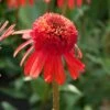 Echinacea 'Carrot Cake' -Bloom And Harvest visi164441 cake 7d4d3c7e 7e87 4437 99f6 23403538859d
