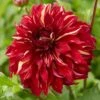 Dahlia Bohemian Spartacus -Bloom And Harvest visi166509 bohemian 7b77e5ba a2b0 4c79 99e4 d32ef6ebe23c