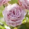 'Prince Jardinier' Floribunda Rose -Bloom And Harvest visi176404 prince jardinier