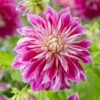 Dahlia 'Purple Explosion' -Bloom And Harvest visi178379 purple explosion