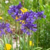 Agapanthus 'Navy Blue' | 7.5L -Bloom And Harvest visi184776 7478cd0f 7174 47eb 8d6c 2725e2b4a5d5