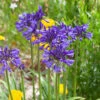 Agapanthus 'Navy Blue' | 3L -Bloom And Harvest visi184776 9826ea49 ae88 468b 9b7a 17f4b41379c9