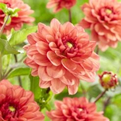 Dahlia 'Orange Girl' -Bloom And Harvest visi185618