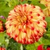 Dahlia Lady Darlene -Bloom And Harvest visi200659 darlene 8a875447 38b5 4e0c 9324 bfdd45ff83f2