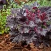 Heuchera 'Timeless Night' -Bloom And Harvest visi207047 1