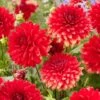 Dahlia 'Garden Wonder' -Bloom And Harvest visi208037 garden wonder