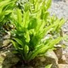 Hart's Tongue Fern | Phyllitis Scolopendrium -Bloom And Harvest visi213893