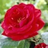'Lucky Charm' Hybrid Tea Rose -Bloom And Harvest visi24142 lucky charm