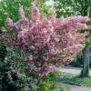 Japanese Cherry Blossom Tree | Prunus Serrulata 'Kanzan' -Bloom And Harvest visi25691 page
