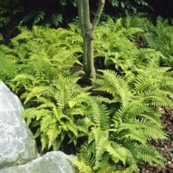 Tassel Fern | Polystichum Polyblepharum 8 Tassel Fern | Polystichum Polyblepharum -Bloom And Harvest visi25701