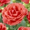 'Onward And Upward' Patio Climbing Rose -Bloom And Harvest visi25886 onwards upwards