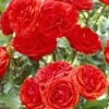 'Trumpeter' Floribunda Rose -Bloom And Harvest visi25890 trumpeter