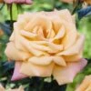 'Niceday' Patio Climbing Rose -Bloom And Harvest visi25908 nice day