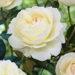 'Sirius' Bedding Rose -Bloom And Harvest visi25913 sirius