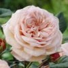 'It's A Wonderful Life' Floribunda Rose -Bloom And Harvest visi28368 wonderful life