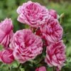 'Soul' Shrub Rose 2 'Soul' Shrub Rose -Bloom And Harvest visi28374 soul