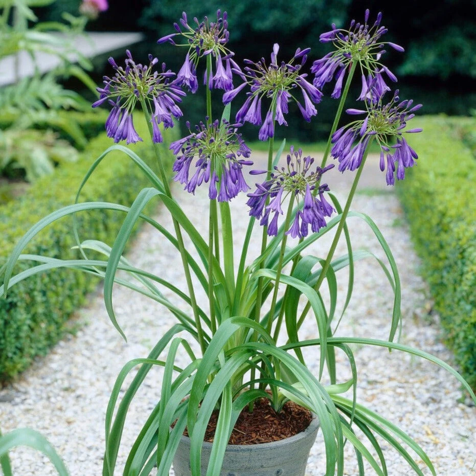 Agapanthus 'Purple Heart' | 3L 3 Agapanthus 'Purple Heart' | 3L