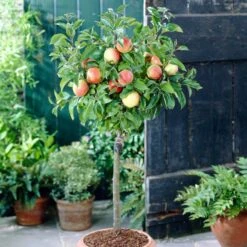 'Discovery' Semi-Dwarf Apple Tree -Bloom And Harvest visi28809 discovery