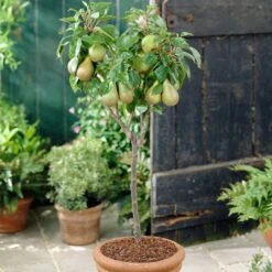 Award Winning Patio Fruit Tree Collection | Cherry, Pear & Plum | Growers' Choice -Bloom And Harvest visi28811