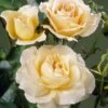 'Queen Bee' Floribunda Rose -Bloom And Harvest visi34976 queen bee