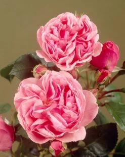 'Parade Cajsa' Patio Shrub Rose -Bloom And Harvest visi35074 cajsa