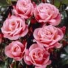 'Nautica' Floribunda Rose -Bloom And Harvest visi35141 nautica