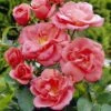 'Secret Smile' Floribunda Rose -Bloom And Harvest visi35188 secret smile