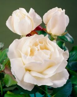 'Patio Hit Georgia' Patio Shrub Rose 8 'Patio Hit Georgia' Patio Shrub Rose -Bloom And Harvest visi35488 georgia