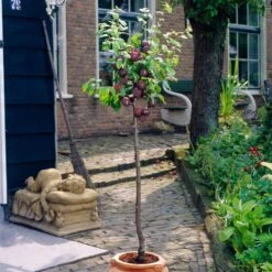 Award Winning Patio Fruit Tree Collection | Cherry, Pear & Plum | Growers' Choice -Bloom And Harvest visi35980 victoria