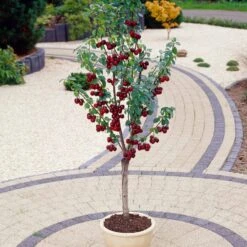 Award Winning Patio Fruit Tree Collection | Cherry, Pear & Plum | Growers' Choice -Bloom And Harvest visi35989