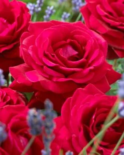 'Parade Karla' Patio Shrub Rose -Bloom And Harvest visi36032 karla