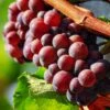 'Autumn Royal' Seedless Grape Vine -Bloom And Harvest vitisautumnroyal1