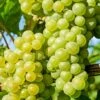 'Chardonnay' Grape Vine -Bloom And Harvest vitischardonnay1