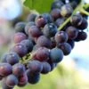 'Pinot Noir' Grape Vine | Outdoor -Bloom And Harvest vitispinot1