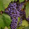 'Regent' Grape Vine -Bloom And Harvest vitisregent1