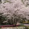White Winter Flowering Cherry Tree | Prunus Subhirtella 'Autumnalis' 2 White Winter Flowering Cherry Tree | Prunus Subhirtella 'Autumnalis' -Bloom And Harvest whitewinter 1