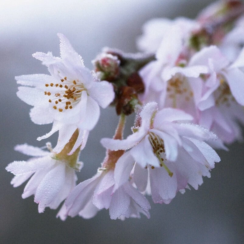 White Winter Flowering Cherry Tree | Prunus Subhirtella 'Autumnalis' 4 White Winter Flowering Cherry Tree | Prunus Subhirtella 'Autumnalis' - Image 2