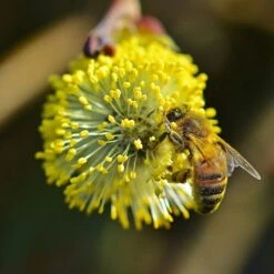 Best Mixed Native Wildlife Hedging | Growers' Choice 17 Best Mixed Native Wildlife Hedging | Growers' Choice -Bloom And Harvest willow tortousa