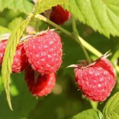 'Yummy' Patio Raspberry Plant -Bloom And Harvest yummy1